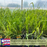Lemongrass (Cymbopogon) | Two Live Herb Plants | Non-GMO, Mosquito Repellent, Edible, Medicinal Herb