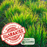 Lemongrass (Cymbopogon) | Two Live Herb Plants | Non-GMO, Mosquito Repellent, Edible, Medicinal Herb