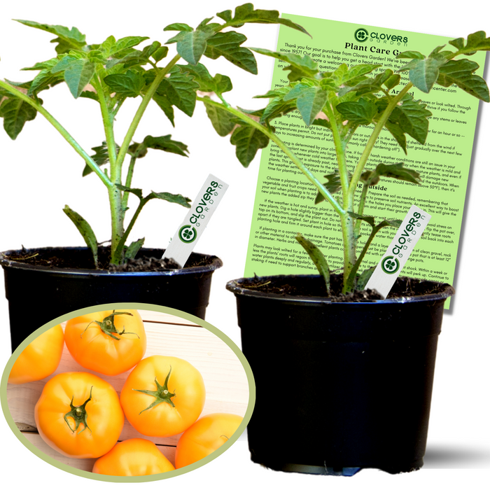 Lemon Boy Tomato Plants | Two Live Garden Plants | Non-GMO, Globe, Indeterminate