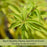 Lemon Verbena | Two Live Herb Plants | Non GMO, Bright, Lemony Herb, Great Grower
