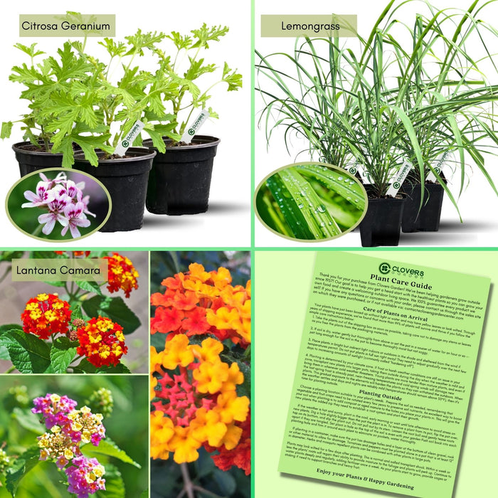 The Mosquito Trio | 9 Live Mosquito Repelling Plants | Geranium, Lemongrass, Lantana, Non-GMO
