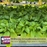 Super Chili Hot Pepper Plants | Two Live Veggie Garden Plants | Non-GMO, 40K SHU