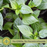 Caribbean Habanero Pepper | Two Live Garden Plants | Non-GMO, 2x Hotter than Ordinary Habaneros 300K SHU!