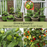 Shishito Japanese Sweet Pepper | Two Live Pepper Plants | Non GMO, Sweet Elongated Shape