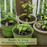 Mild Jalapeno M Pepper | Two Live Garden Plants | Non-GMO, Mild Heat