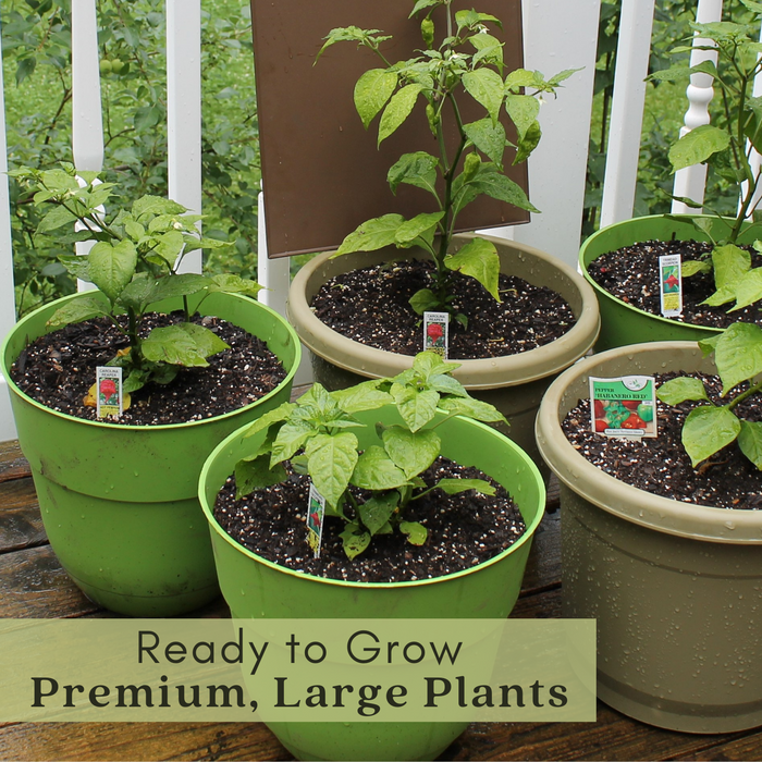 Chocolate Beauty Pepper | Two Live Garden Plants | Non-GMO, Sweet, Ripens Green to Deep Brown
