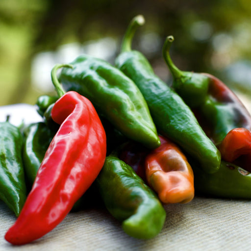 Spitfire Anaheim Peppers | Two Live Garden Plants | Non-GMO, Very Mild Heat