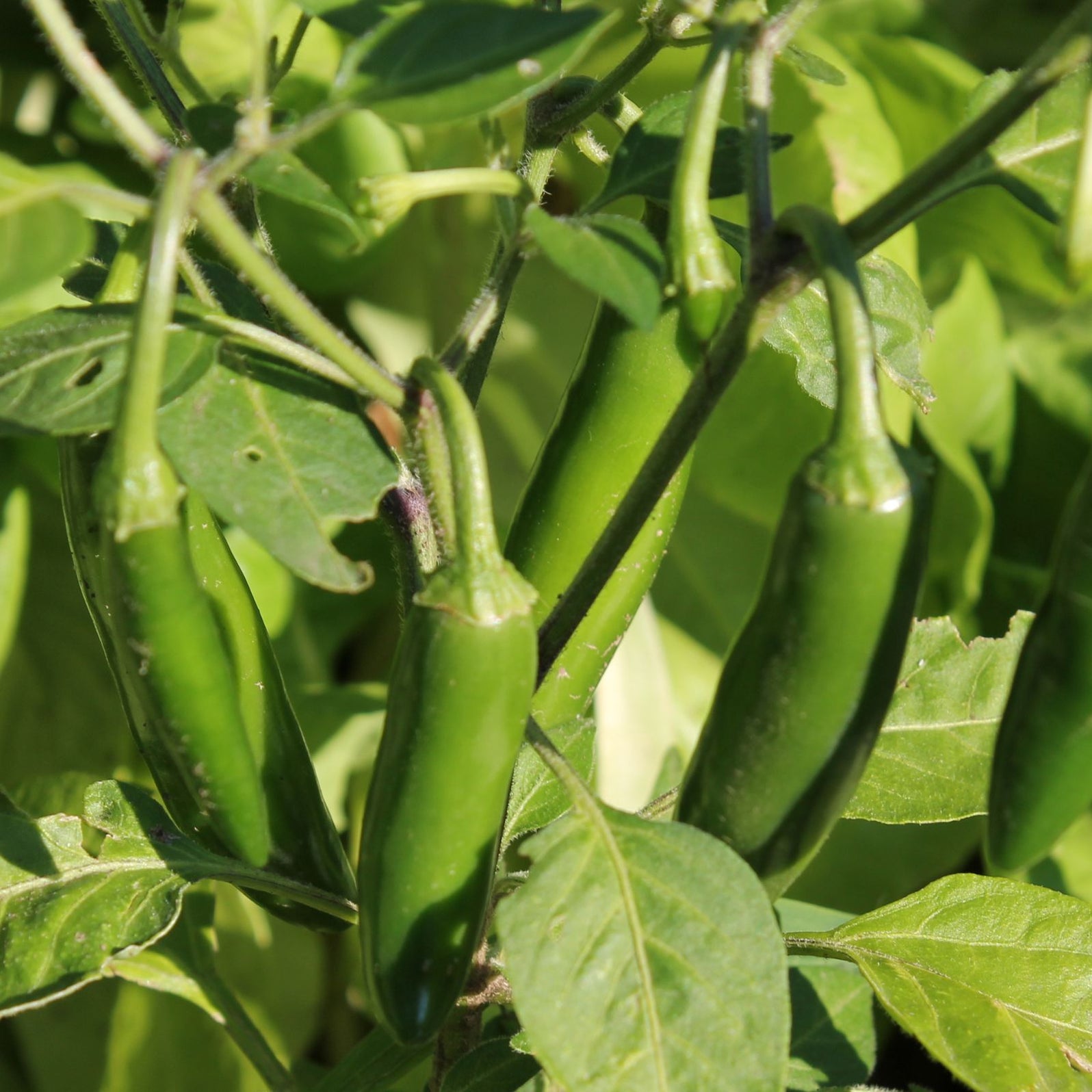 Sort Peper Sport Hot Pepper Plants | Two Live Plants | Non-GMO | Classic Chicago ...