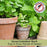 Peppermint Mint | Two Live Herb Plants | Non GMO, Hardy & Perennial to Zone 4
