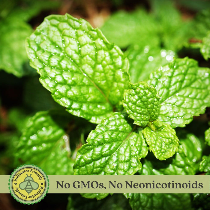 Spearmint Mint | Two Live Herb Plants | Non-GMO, Easy-Grower, Perennial in Most Zones