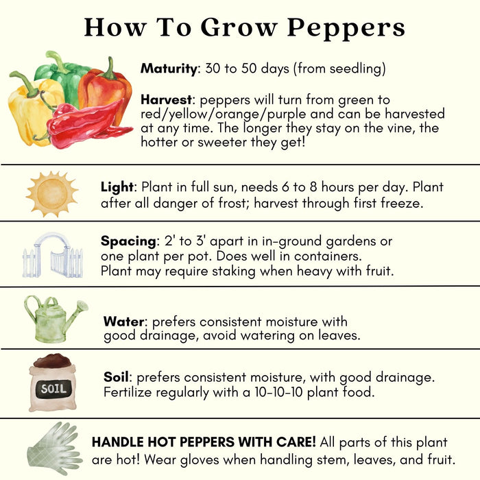 Tabasco Pepper | Two Live Garden Plants | Non-GMO, Medium Hot
