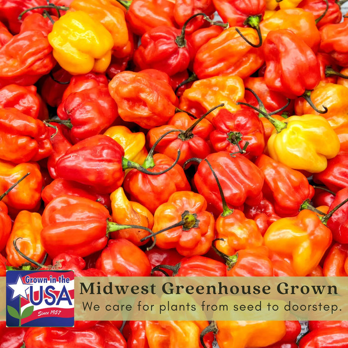 Habanero Hot Peppers | Two Live Veggie Garden Plants | Non-GMO, 275K SHU, Citrusy Flavor