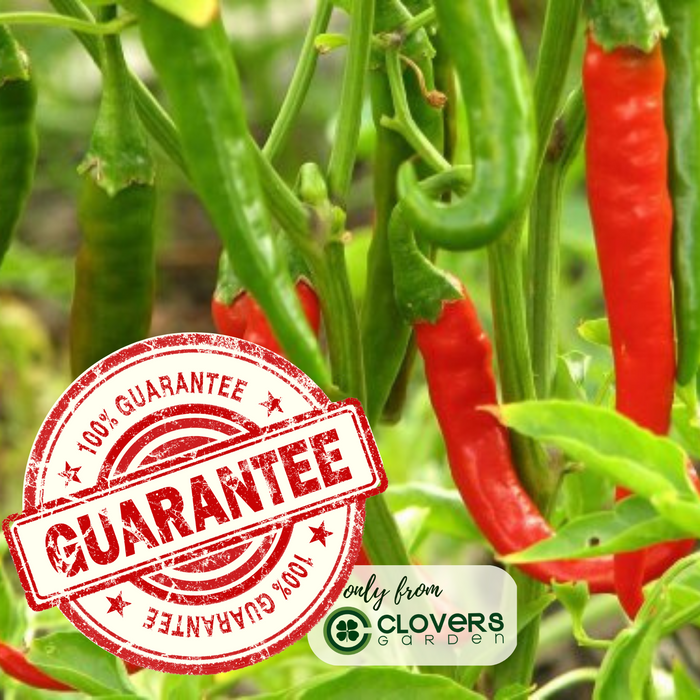Gypsy Pepper | Two Live Pepper Plants | Non GMO, Sweet Elongated Shape, Large Fruits