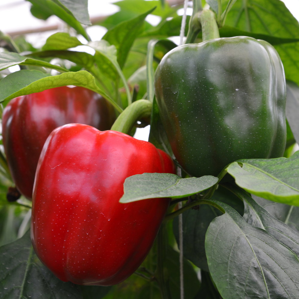 King Arthur Bell Pepper | Two Live Garden Plants | Non-GMO, Sweet, Ripens Green to Deep Red