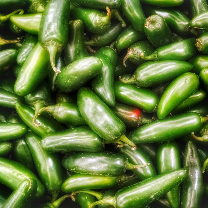 La Bomba Jalapeno Peppers | Two Live Garden Plants | Non-GMO, Mild Heat, Perfect for Poppers