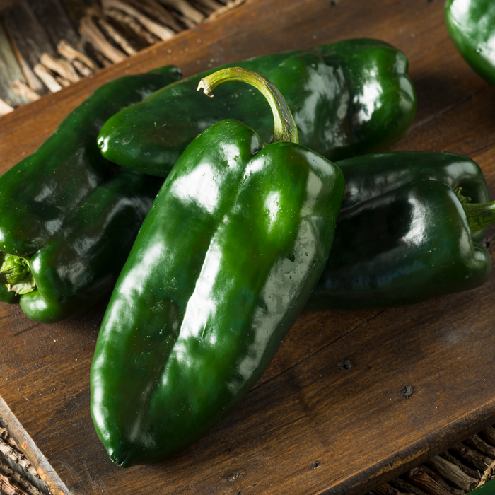 Poblano Chili Pepper | Two Live Garden Plants | Non-GMO, Mild-Hot, Great for Drying