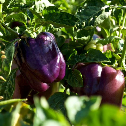 Purple Beauty Bell Pepper | Two Live Garden Plants | Non-GMO, Sweet, Compact, Ripens Purple