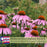 Coneflower (Echinacea Purpurea) Purple | Two Live Plants | Non-GMO, Hardy Flowering Perennial, Pollinator Favorite