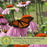 Coneflower (Echinacea Purpurea) Purple | Two Live Plants | Non-GMO, Hardy Flowering Perennial, Pollinator Favorite