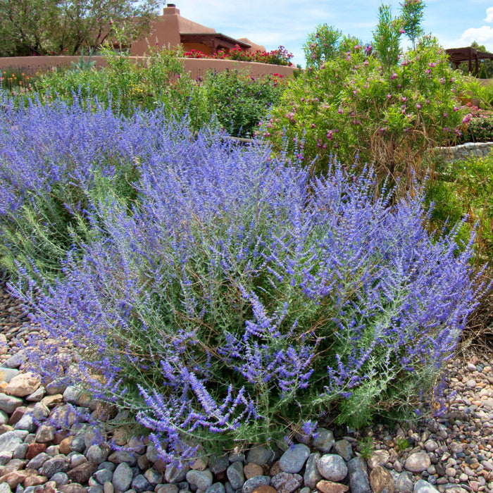 Russian Sage | Two Live Plants | Non-GMO, Hardy Flowering Perennial, Pollinator Favorite, Drought Tolerant