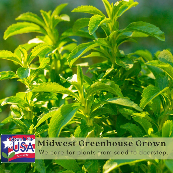 Stevia Plant | Two Live Garden Plants | Non-GMO, Use Leaves Fresh or Dried