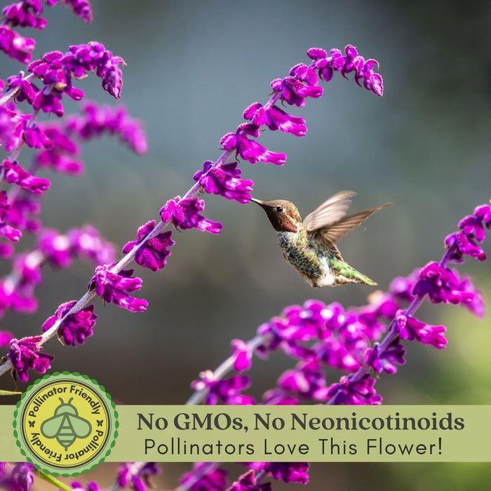 Salvia | Two Live Plants | Non-GMO, Hardy Flowering Perennial, Hummingbird Favorite