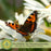 Shasta Daisy (Leucanthemum) | Two Live Plants | Non-GMO, Hardy Flowering Perennial, Pollinator Favorite