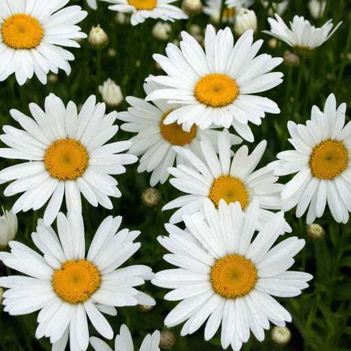 Shasta Daisy (Leucanthemum) | Two Live Plants | Non-GMO, Hardy Flowering Perennial, Pollinator Favorite