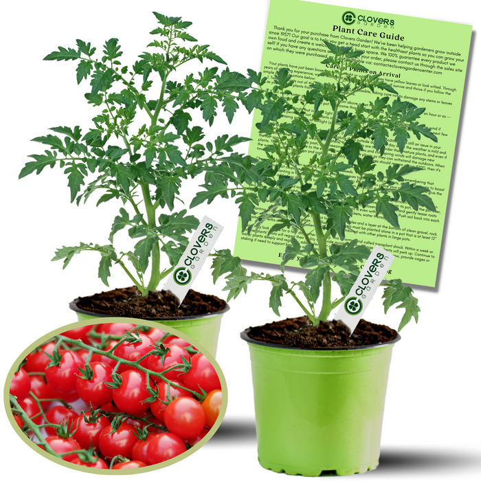 Sweet 100 Tomato Plant– Two Plants