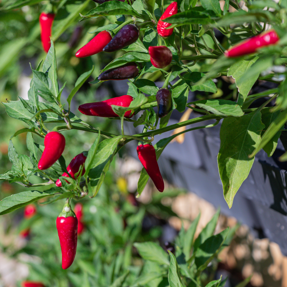 Tabasco Pepper | Two Live Garden Plants | Non-GMO, Hot — Garden