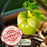 Tomatillo Plants (Mexican Husk Tomato) Plants | Two Live Garden Plants | Non-GMO, Must Have for Salsa Verde