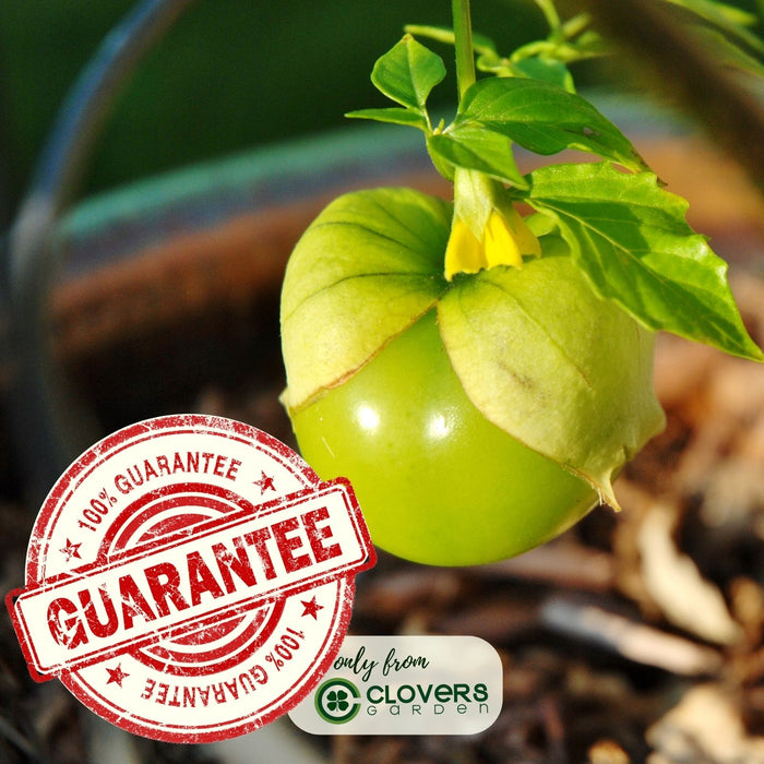 Tomatillo Plants (Mexican Husk Tomato) Plants | Two Live Garden Plants | Non-GMO, Must Have for Salsa Verde