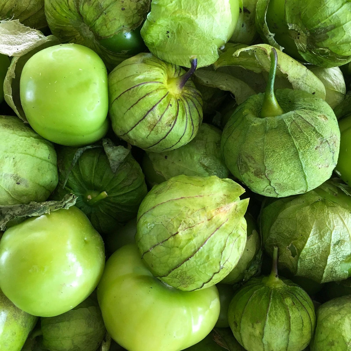 tomatillo plant in pot Tomatillo Plants (Mexican Husk Tomato) Plants