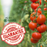 Little Napoli Tomato Plants | Two Live Garden Plants | Non-GMO, Roma, Determinate