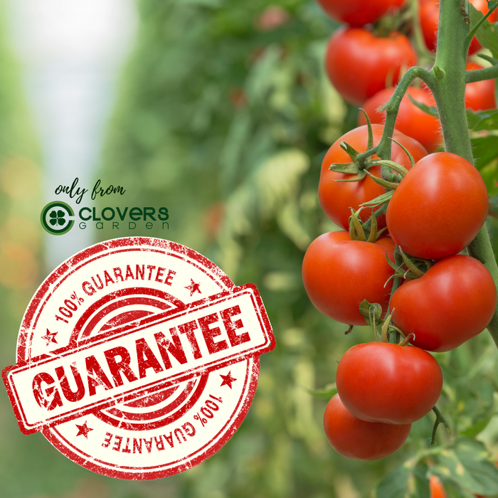 Mr. Stripey Tomato | Two Live Garden Plants | Non-GMO, Heirloom, Beefsteak, Low Acid