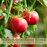 Caspian Pink Tomato Plants | Two Live Garden Plants | Non-GMO, Heirloom, Beefsteak, Indeterminate