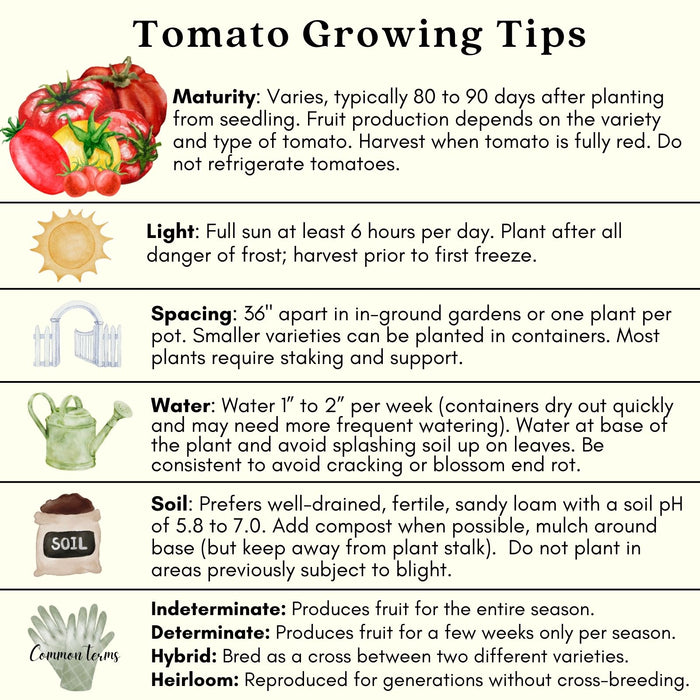 Sunsugar Tomato | Two Live Garden Plants | Non-GMO, Indeterminate, Yellow Cherry, Ripens to Orange