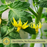 Heirloom Pineapple Tomato Plants | Two Live Garden Plants | Non-GMO, Indeterminate, Disease Resistant
