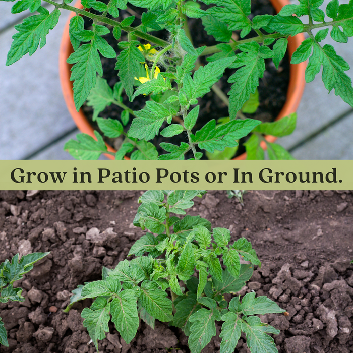 Mr. Stripey Tomato | Two Live Garden Plants | Non-GMO, Heirloom, Beefsteak, Low Acid
