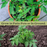 Sweet 100 Tomato Plants | Two Live Garden Plants | Non-GMO, Cherry, Indeterminate, Huge Yields