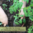 Wisconsin 55 Tomato Plants | Two Live Garden Plants | Non-GMO, Heirloom, Semi-Determinate