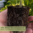 Juliet Tomato Plants | Two Live Garden Plants | Non-GMO, Plum-Type, Crack-Resistant