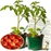 Whopper Tomato Plants | Two Live Garden Plants | Non-GMO, Globe, Indeterminate