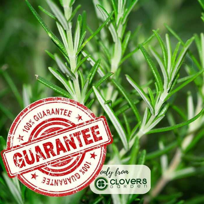 Barbeque Rosemary | Two Live Herb Plants | Non-GMO, Strong Stems, Dries Well