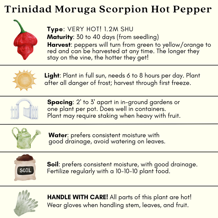 Trinidad Moruga Scorpion Hot Pepper | Two Live Garden Plants | Non-GMO, Super Hot, 2M SHU