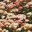 Yarrow "Summer Pastels" (Achillea) Plants  | Two Live Plants | Non-GMO, Hardy Flowering Perennial, Pollinator Favorite