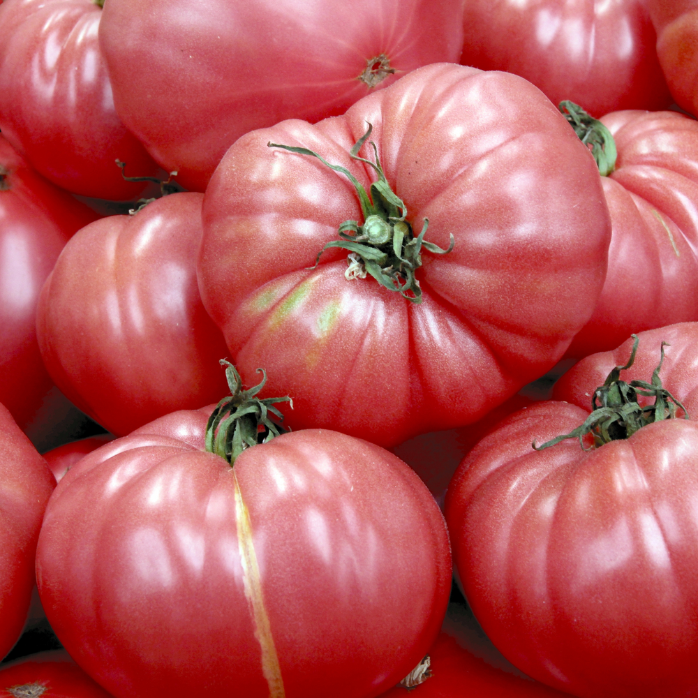 Caspian Pink Tomato Plants | Two Live Garden Plants | Non-GMO, Heirloom, Beefsteak, Indeterminate