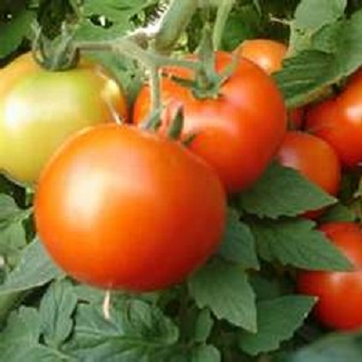 Early Girl Tomato Plants | Two Live Garden Plants | Non-GMO, High Yield Canners