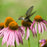Bird & Pollinator Native Wildflower Seed Mix & Insect House | 13,000 Seeds, Non-GMO, Non-GE, All Perennial, No Filler