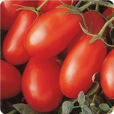 La Roma Red Tomato Plants | Two Live Garden Plants | Non-GMO, Roma, Disease Resistant